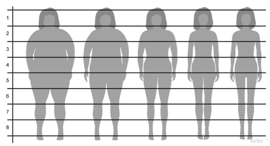 Proportions of the human body