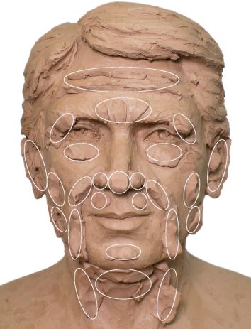 Head sculpting by age and sex characteristics